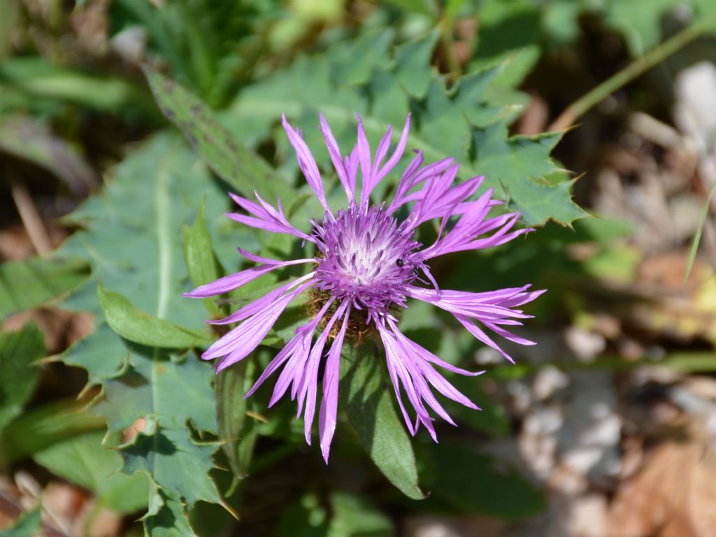 Centaurea rhaetica / Fiordaliso retico